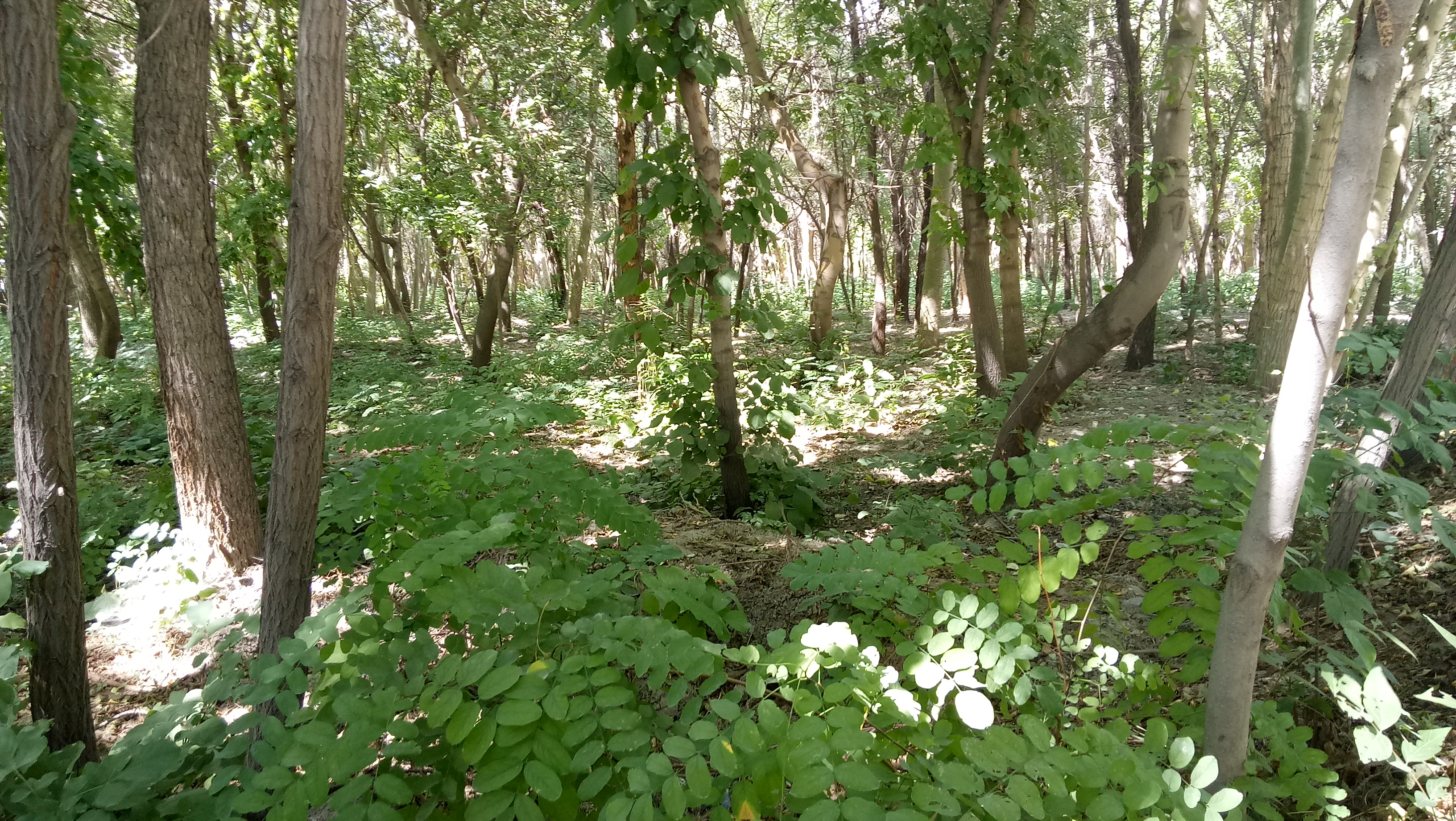 石河子西公园